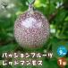 ITANSE �p�b�V�����t���[�c ���b�h�}�����X �ʎ��̕c 9cm�|�b�g/1���� �ʎ��c �ʎ��̕c �p�b�V�����t���[�c�̕c �p�b�V�����t���[�c �ʎ� �C�^���Z����
