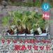 ITANSE есть перевод .. становится большой реальный клубника овощи. рассада 10.5cm/. сделка 36 шт. комплект есть перевод клубника . клубника 