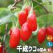 ITANSE �N�R�̕c�� �i��F�琬�N�R(�Z���i���N�R) �ʎ��̕c 12cm�|�b�g 2�N�� �}���ؕc/1���� �ʎ��c �N�R �C�^���Z����