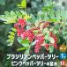 ITANSEb radio-controller Lien pepper tree ( pink pepper tree ) fruit tree. seedling 12cm pot 2 year raw .. tree seedling /1 piece sale i tongue se official 