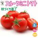 ITANSE мини помидоры. рассада фрукты мини помидоры ветка ... рассада овощи. рассада 12cm pot контактный дерево рассада /. сделка 2 шт. комплект мини помидоры огород i язык se официальный 