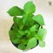 ITANSE �����̕c ���� ��؂̕c 18cm�|�b�g/1���� ���h �V�\ ���� �V�\�c �����̕c ��t �o�W�� �~ �~���� �C�^���Z���� �֘A�摜4