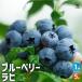  голубика lahi фруктовое дерево. саженец 5 номер /1 шт продажа фруктовое дерево фруктовое дерево рассада фруктовое дерево. рассада фрукты фрукты Berry 