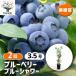 �u���[�x���[ �u���[�V�����[ �ʎ��̕c 3.5��/��������2�Z�b�g �ʎ� �ʎ��c �t���[�c �ʕ� �x���[