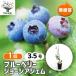 �u���[�x���[ �W���[�W�A�W�F�� �ʎ��̕c 3.5��/1���� �ʎ� �ʎ��c �t���[�c �ʕ� �x���[