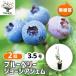�u���[�x���[ �W���[�W�A�W�F�� �ʎ��̕c 3.5��/��������2�Z�b�g �ʎ� �ʎ��c �t���[�c �ʕ� �x���[
