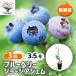 �u���[�x���[ �W���[�W�A�W�F�� �ʎ��̕c 3.5��/��������3�Z�b�g �ʎ� �ʎ��c �t���[�c �ʕ� �x���[