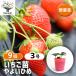  клубника. рассада Yayoi .. овощи. рассада 3 номер /. сделка 9 шт. комплект клубника рассада клубника. рассада . рассада .. рассада .. прекрасный тест .. сахар раз клубника рассада 