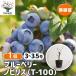 �u���[�x���[ �m�r���X(T-100) �ʎ��̕c 3�`3.5��/1���� �ʎ� �ʎ��c �t���[�c �ʕ� �x���[