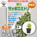  ветка бобы. рассада Sapporo зеленый овощи. рассада 3 номер /. сделка 4 шт. комплект ветка бобы рассада ..... рассада .. бобы. рассада большой бобы бобы овощи рассада простой культивирование огород 
