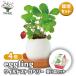  культивирование комплект eggling&CLEAR лесная земляника 4 шт | поддонник /. сделка 4 шт. комплект простой комплект культивирование комплект легкий садоводство 