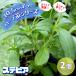 ITANSE herb seedling stevia 10.5cm pot 2 piece set free shipping .... easy!..... herb seedling series!i tongue se official 