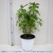 ITANSE �n�[�u�c ���q�[�g�~���g(�C�G���o�u�G�i) 10.5cm�|�b�g 2�Z�b�g �������� �L���[�o�~���g �������ŊȒP�I��Ă₷���n�[�u�c�I �C�^���Z���� �֘A�摜1