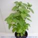 ITANSE �n�[�u�c ���q�[�g�~���g(�C�G���o�u�G�i) 10.5cm�|�b�g 2�Z�b�g �������� �L���[�o�~���g �������ŊȒP�I��Ă₷���n�[�u�c�I �C�^���Z���� �֘A�摜2