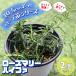 ITANSE трава рассада розмарин высокий fa10.5cm pot 2 шт. комплект бесплатная доставка .... простой!..... трава рассада серии!i язык se официальный 