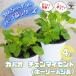 ITANSE �n�[�u�c �K�p�I �`�F���}�C�Z���g(�z�[���[�o�W��) �n�[�u�̕c 10.5cm/��������4�Z�b�g herb �n�[�u �ƒ�؉� �C�^���Z����