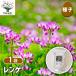 ��q �����Q 1L/1���� �� seed �^�l �A���̎� �͔| �K�[�f�j���O �K�[�f�� ���| �ƒ�؉� �ۊ� �ۑ�