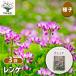 ��q �����Q 40ml/��������3�Z�b�g �� seed �^�l �A���̎� �͔| �K�[�f�j���O �K�[�f�� ���| �ƒ�؉� �ۊ� �ۑ�