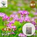 ��q �����Q 40ml/��������4�Z�b�g �� seed �^�l �A���̎� �͔| �K�[�f�j���O �K�[�f�� ���| �ƒ�؉� �ۊ� �ۑ�