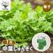  семена средний лист .....30ml/1 шт продажа вид seedtane растения. вид культивирование садоводство сад садоводство огород хранение сохранение 