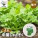  семена средний лист .....30ml/. сделка 2 шт. комплект вид seedtane растения. вид культивирование садоводство сад садоводство огород хранение сохранение 