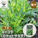 семена rukola( Rocket салат ) 3ml/1 шт продажа вид seedtane растения. вид культивирование садоводство сад садоводство огород хранение сохранение 