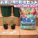 ITANSE. сделка! культивирование комплект тест .. брокколи овощи. рассада 9cm pot рассада . сделка 2 шт. комплект бесплатная доставка i язык se официальный 