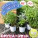 ITANSE herb seedling incidental herb 10.5cm pot 6 piece set free shipping .... easy!..... herb seedling series!i tongue se official 
