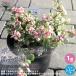 ITANSE сумка .laka задний * Momoko. Mai (.. это ..) суккулентное растение 3.5~4 номер pot рассада 1 шт продажа новый жизнь подарок .. бесплатная доставка i язык se официальный 