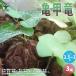 ITANSE �T�b��(����������イ) �鐫�̑����A�� 2.5�`3���|�b�g�c ��������3�Z�b�g �I�u�W�F �v���[���g ���� �������� �C�^���Z����