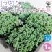 �Z�_�� �_�V�t�B�������t�@�����X �����A�� 3���|�b�g 1���� �C���e���A �I�u�W�F �V���� �v���[���g ���� ��������