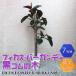 ITANSE �ϗt�A�� ���S���̖�(�t�B�J�X�E�o�[�K���f�B) 1�{����7���v���X�`�b�N�� ��^ �ϗt�A�� 7���� �������� �C�^���Z����
