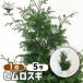 him Roth gi садовое дерево 5 номер /1 шт продажа символ tree память . растение рассада саженец .. дерево двор .. земля .. растение в горшке веранда садоводство цветок . сад 