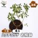 �n�N�`���E�Q ���o�� �~�� 4��/1���� ������ ����� ��� ���_ ��� �g�s�A���[ �~�j�~�� �A�J�l�� �� �A�N�Z���g ���� Serissa