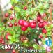�~���^�X �E�O�j �x���x���[ �y�ʎ��̕c�� 5���|�b�g�^1����z