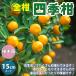 �����̕c�� �l�G���y�ʎ��c�^12�`15cm�|�b�g�^1�z