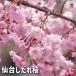  Sakura. саженец сэндай сакура шидаре [ Hanaki рассада 4 номер |1 шт продажа ]