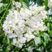  lilac ma dam remoine[ Hanaki рассада 6 номер |1 шт продажа ]