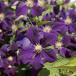  клематис etoile violet [ цветок рассада 4.5 номер |1 шт продажа ]