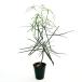  бутылка tree [ декоративное растение 4 номер |1 шт продажа ]