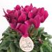  цикламен персидский elegant reti- стандартный [ цветок рассада 5 номер |1 шт продажа ]