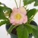  морозник elegance flair розовый [ цветок рассада 5 номер |1 шт продажа ]