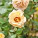 tsu. роза масло Scotch climbing rose [ Hanaki рассада 4 номер |1 шт продажа ]