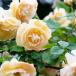 tsu. роза полировка красота climbing rose [ Hanaki рассада 4 номер |1 шт продажа ]