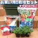 �l�C�̂����Ȃ肢�����͔|�L�b�g�y��ؕc 9cm�|�b�g�����ރZ�b�g�z