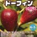 �C�`�W�N�̕c�� �h�[�t�B���y�ʎ��c�^12�`15cm�|�b�g�^1����z