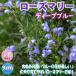  rosemary deep blue [ goods kind . is possible to choose herb seedling ]