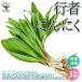  line person garlic (gyouja garlic * line person large .) 3 stock pack [ sack .. vegetable bulb 3 stock entering |1 piece sale ]