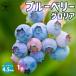 �u���[�x���[�̕c�� ���r�b�g�A�C�n �O�����A�y�ʎ��c�^4.5���|�b�g�c �}���ؕc�^1����z