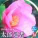 . Taro . человек (......) [ садовое дерево 4~4.5 номер горшок |1 шт продажа ]